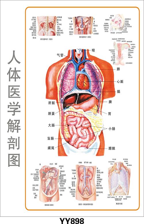 醫(yī)學教學彩色掛圖、軟件、光盤