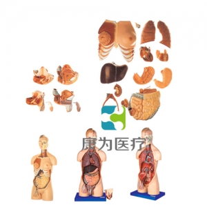 “康為醫(yī)療”男性、女性外兩性互換人體頭頸軀干模型
