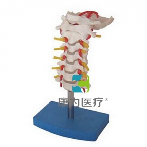 “康為醫(yī)療”頸椎帶頸動(dòng)脈、后枕骨、椎間盤(pán)與神經(jīng)模型