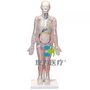 “康為醫(yī)療”人體體表、人體骨骼與內(nèi)臟關(guān)系模型