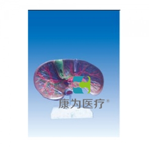 “康為醫(yī)療”肝膽解剖、甘血管、膽管的肝分布
