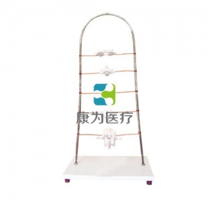 “康為醫(yī)療”寰、樞、頸、胸、腰椎模型