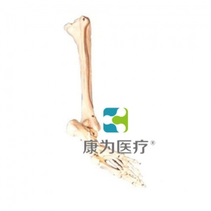 “康為醫(yī)療”足骨、腓骨與脛骨模型