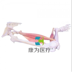 “康為醫(yī)療”下肢肌肉定點(diǎn)、動(dòng)點(diǎn)、動(dòng)態(tài)模型