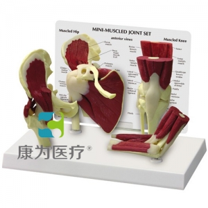 “康為醫(yī)療”醫(yī)患關系溝通模型-正常肩、髖、膝、肘關節(jié)附肌肉模型 （醫(yī)學指導模型）