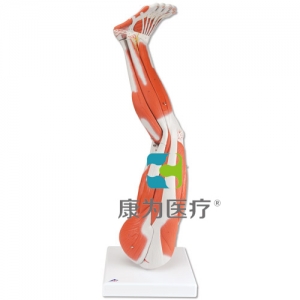 腿肌模型，9部分