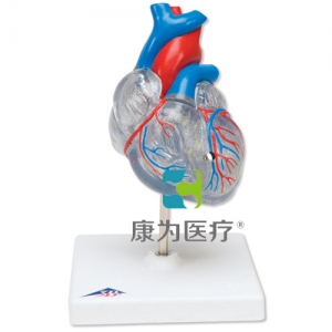 經(jīng)典心臟與心傳導(dǎo)系統(tǒng)模型，2 部分