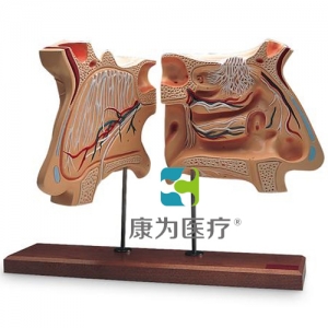 鼻和嗅覺(jué)器官，實(shí)物的4倍