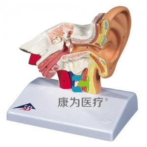 臺(tái)式耳模型，實(shí)物1.5倍