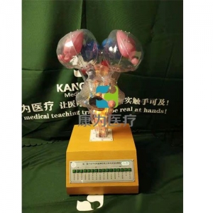 “康為醫(yī)療”腦、腦干水平切和腦神經(jīng)核立體關系電動模型