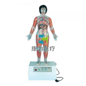 “康為醫(yī)療”微電腦人體心動周期與大、小循環(huán)演示模型